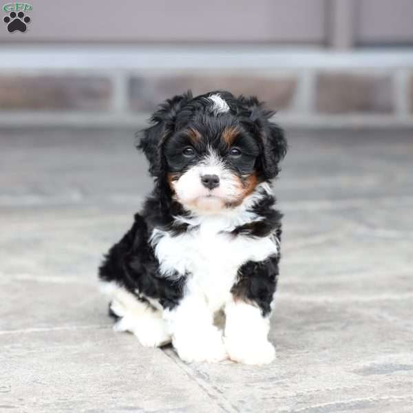 Slade, Cavapoo Puppy